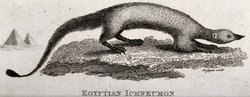 An Egyptian ichneumon. Etching by Eastgate. Wellcome V0020494.jpg