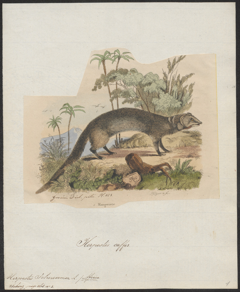 Herpestes ichneumon - 1700-1880 - Print - Iconographia Zoologica - Special Collections University of Amsterdam - UBA01 IZ22400077.jpg