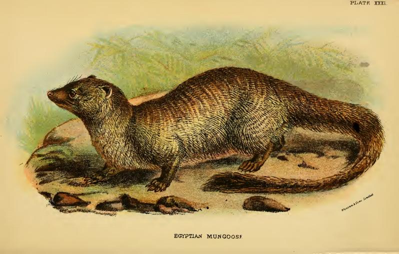 Lydekker - Egyptian Mongoose.jpg