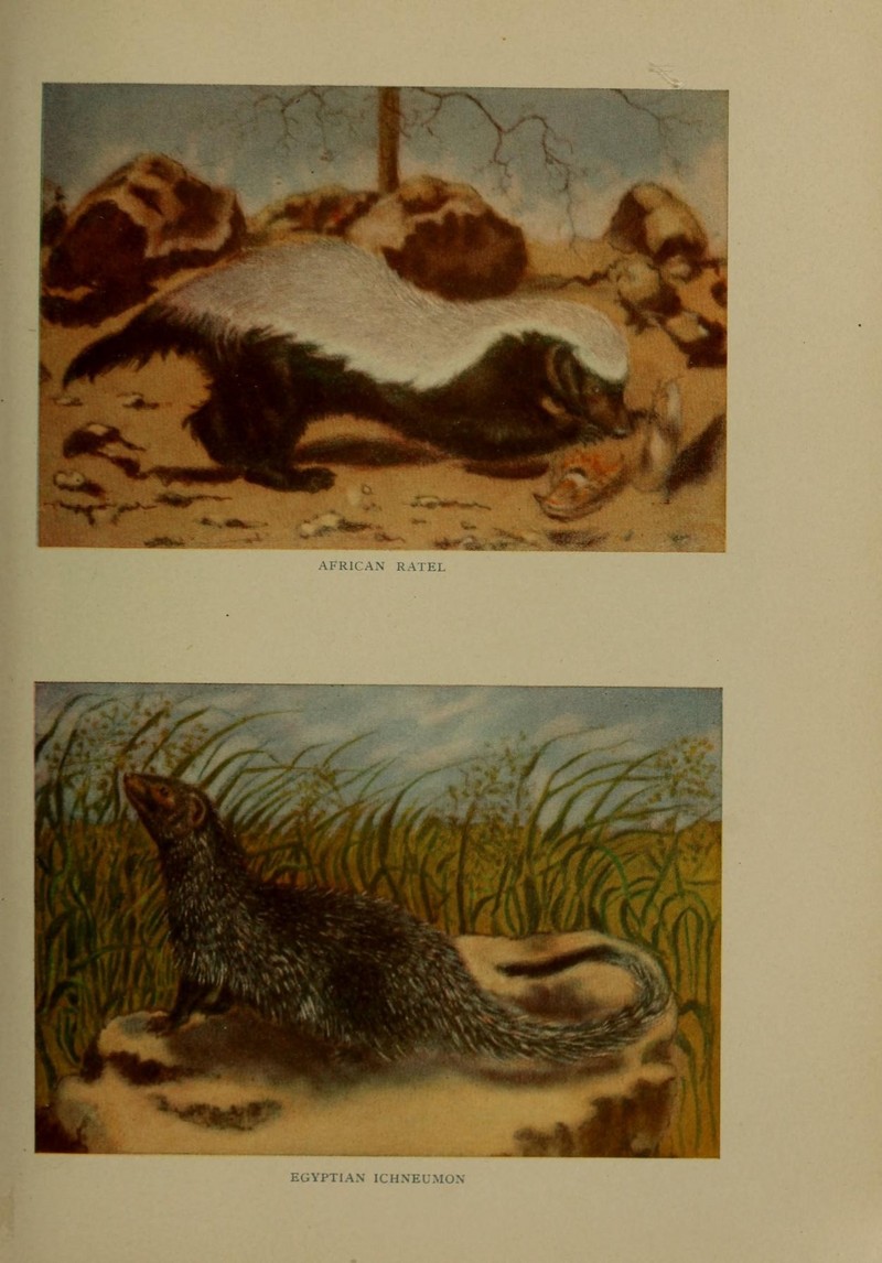 The life of animals (Colored Plate 5) (7171941398).jpg