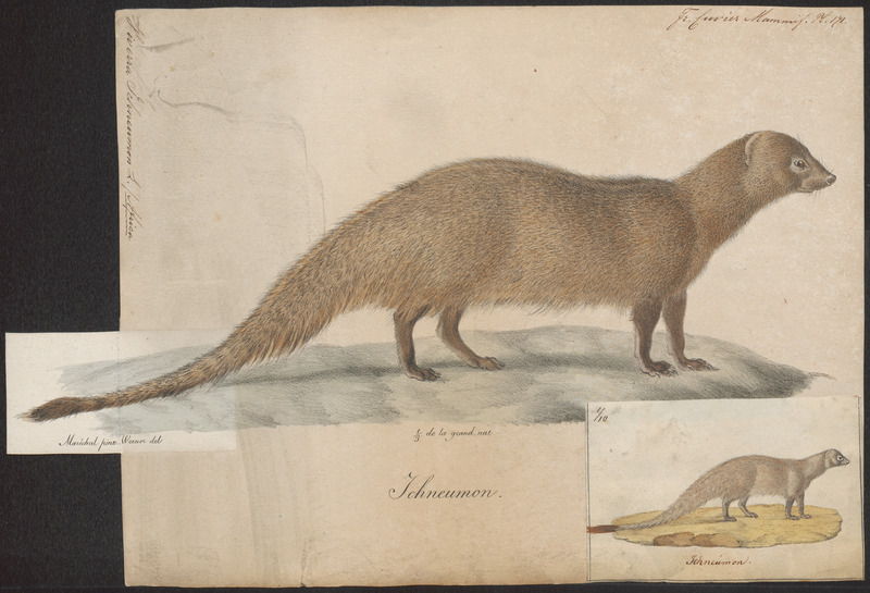 Viverra ichneumon - 1700-1880 - Print - Iconographia Zoologica - Special Collections University of Amsterdam - UBA01 IZ22400073.jpg