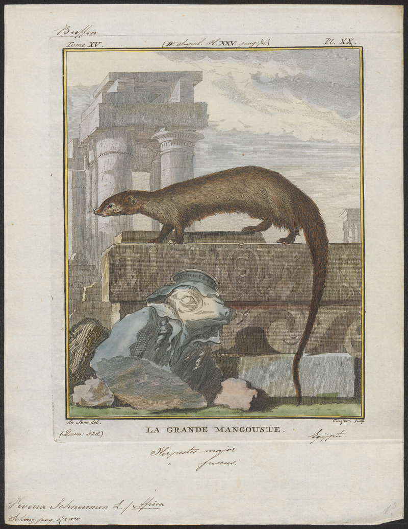 Viverra ichneumon - 1700-1880 - Print - Iconographia Zoologica - Special Collections University of Amsterdam - UBA01 IZ22400075.jpg