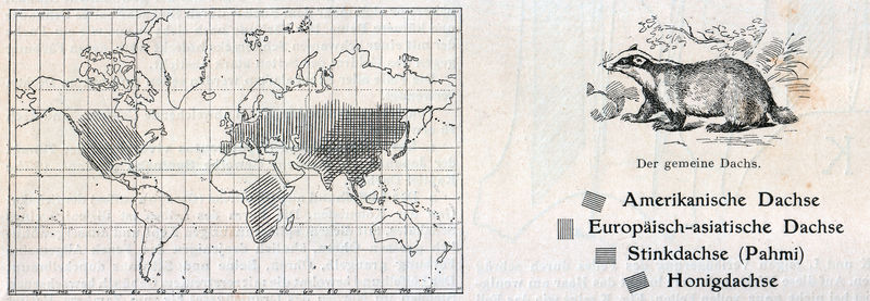 Das Kürschner-Handwerk, II. Auflage 3. Teil, S. 52, Weltkarte Verbreitung der Dachse (1910).jpg