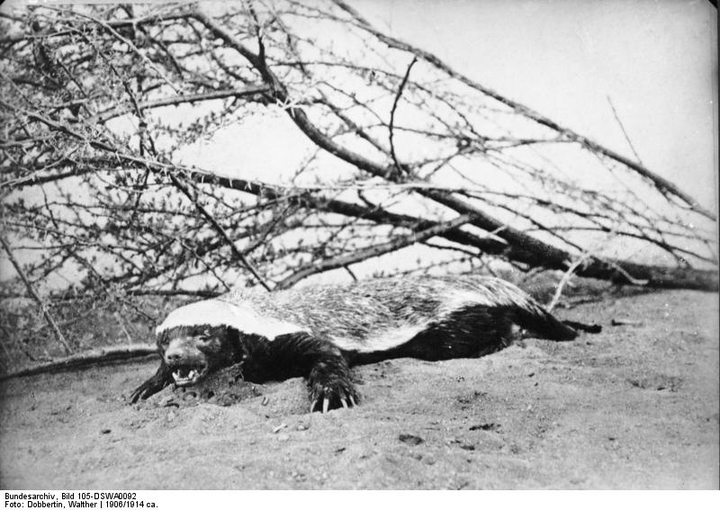 Bundesarchiv Bild 105-DSWA0092, Deutsch-Süd-Westafrika, Honigbär.jpg