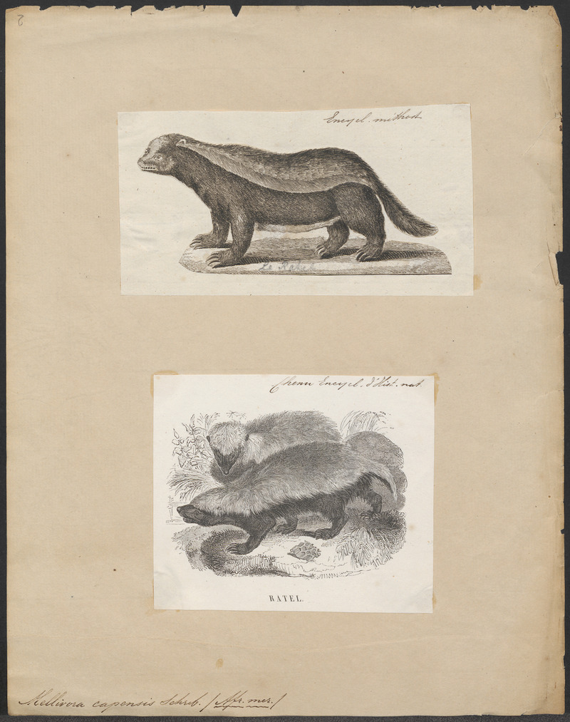 Mellivora capensis - 1700-1880 - Print - Iconographia Zoologica - Special Collections University of Amsterdam - UBA01 IZ22200435.jpg