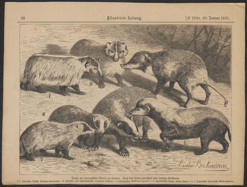 Mellivora capensis - 1700-1880 - Print - Iconographia Zoologica - Special Collections University of Amsterdam - UBA01 IZ22500153.jpg