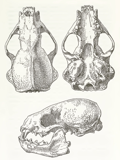 MSU V2P1b - Mellivora capensis skull.png