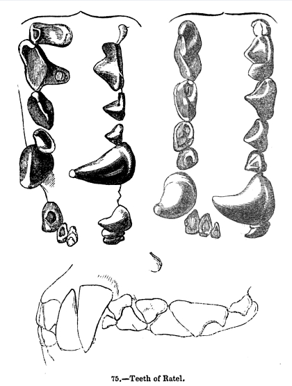 Animal.dentition mellivora.capensis.png