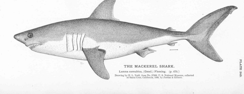 FMIB 51155 Mackerel Shark.jpeg