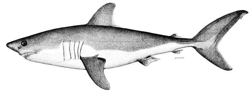 The Mackerel Shark.jpg
