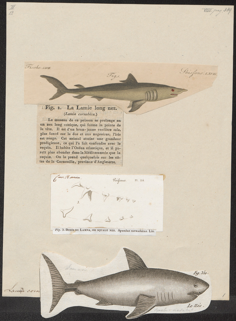 Lamna cornubica - 1700-1880 - Print - Iconographia Zoologica - Special Collections University of Amsterdam - UBA01 IZ14100073.jpg
