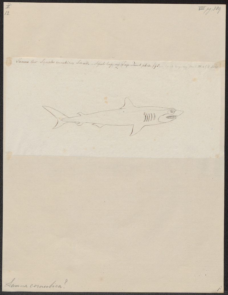 Lamna cornubica - 1700-1880 - Print - Iconographia Zoologica - Special Collections University of Amsterdam - UBA01 IZ14100075.jpg