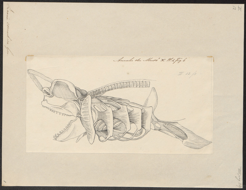 Lamna cornubica - skelet - 1700-1880 - Print - Iconographia Zoologica - Special Collections University of Amsterdam - UBA01 IZ14100077.jpg
