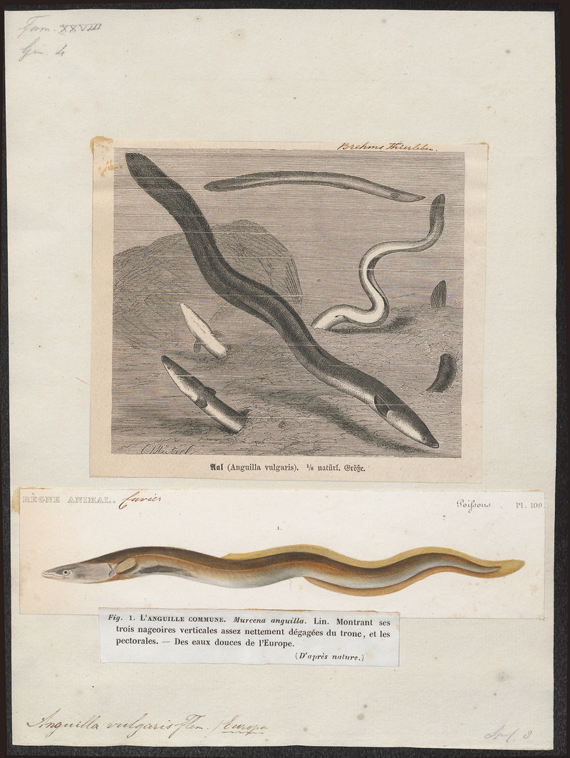 Anguilla vulgaris - 1700-1880 - Print - Iconographia Zoologica - Special Collections University of Amsterdam - UBA01 IZ15200005.jpg