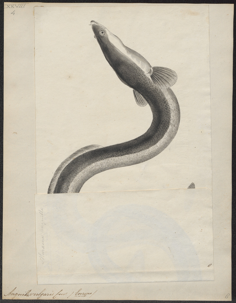 Anguilla vulgaris - 1700-1880 - Print - Iconographia Zoologica - Special Collections University of Amsterdam - UBA01 IZ15200007.jpg