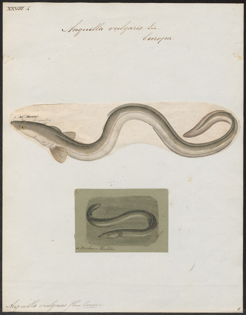 Anguilla vulgaris - 1700-1880 - Print - Iconographia Zoologica - Special Collections University of Amsterdam - UBA01 IZ15200012.jpg