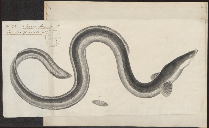 Anguilla vulgaris - 1774-1804 - Print - Iconographia Zoologica - Special Collections University of Amsterdam - UBA01 IZ15200008.jpg