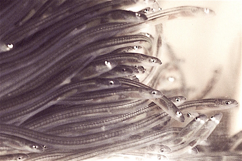 Glasseelskils - young European eels.jpg