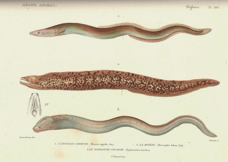 Cuvier-109-Anguille-Murène-Synbranche.jpg