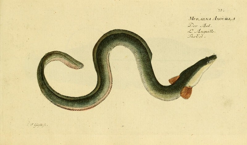 Ichthyologie; ou, Histoire naturelle des poissons (Plate 73) (7064431283).jpg