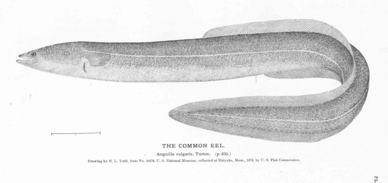 FMIB 51141 Common Eel.jpeg