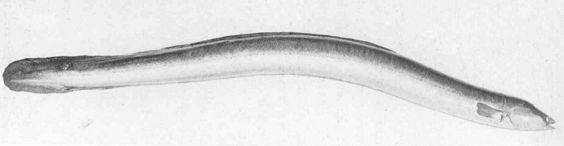 FMIB 49687 Common Eel (Anguilla vulgaris), 6 lbs Loch Leven, September 1900.jpeg
