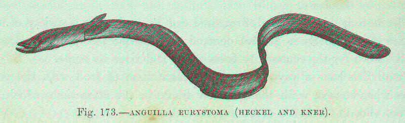 FMIB 48141 Anguilla eurystoma (Heckel and Kner).jpeg