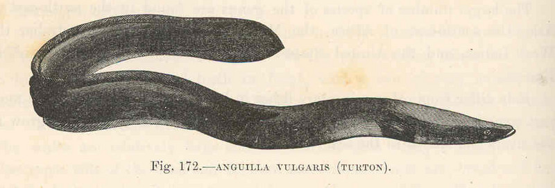 FMIB 48140 Anguilla vulgaris (Turton).jpeg