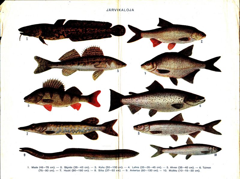 Various sweetwater fish with Finnish text.jpg