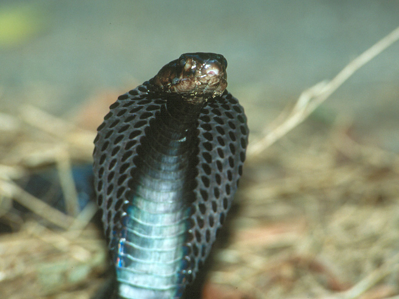 Equatorial-spitting-cobra - Equatorial spitting cobra (Naja sumatrana).jpg