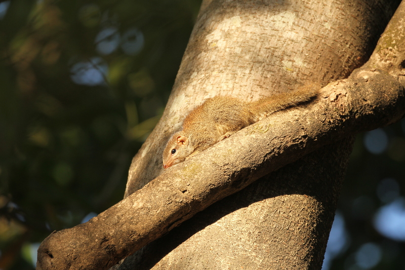 Davidraju img7 - Madras treeshrew, Indian tree shrew (Anathana ellioti).jpg
