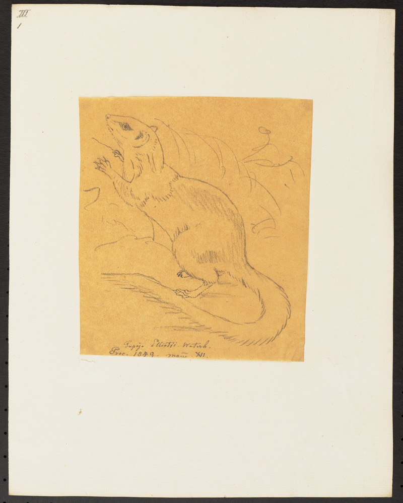 Tupaja elliotii - 1700-1880 - Print - Iconographia Zoologica - Special Collections University of Amsterdam - UBA01 IZ20900051.jpg