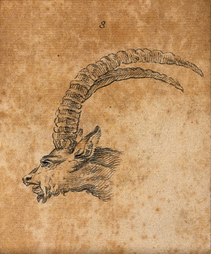 Head of an ibex. Drawing, c. 1789. Wellcome V0009138ETC.jpg