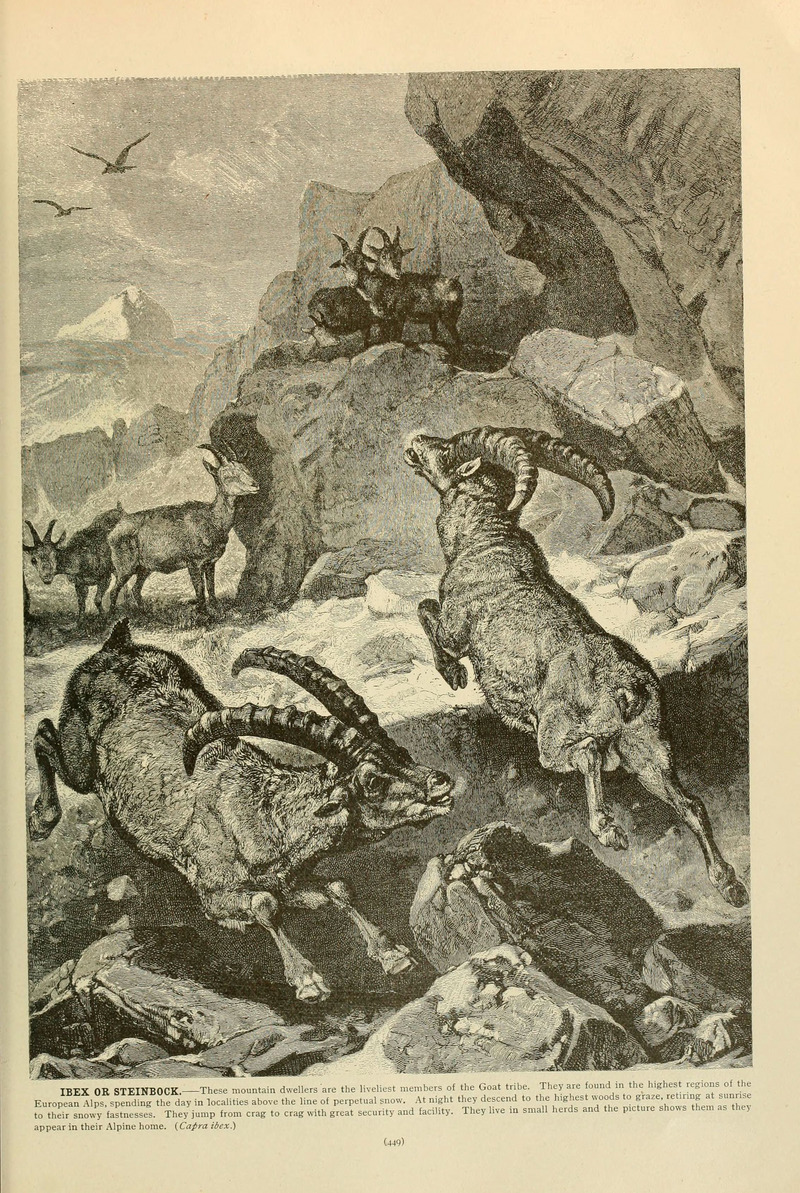 Brehm's Life of animals (Page 449) (6220693702).jpg