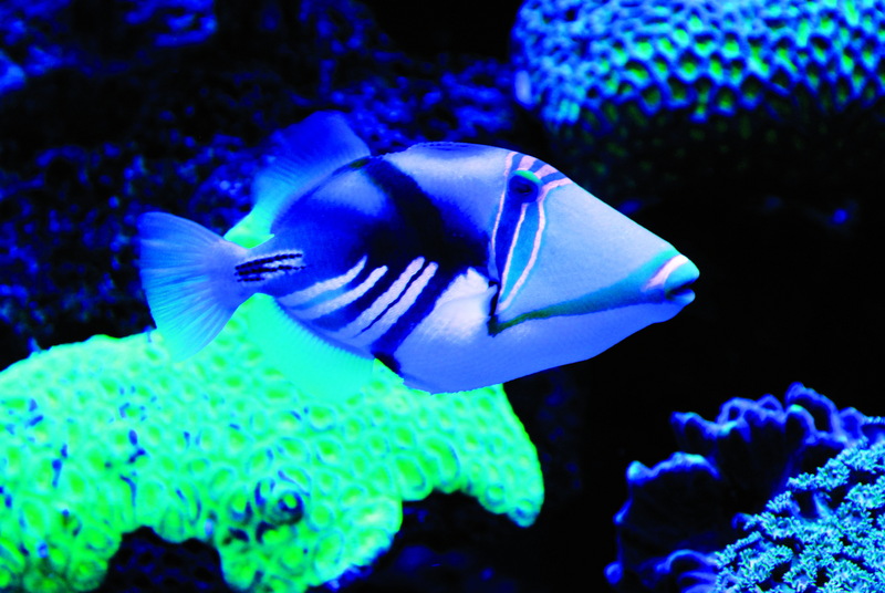 Palma Aquarium-Pez picasso - Picasso fish, lagoon triggerfish (Rhinecanthus aculeatus).jpg