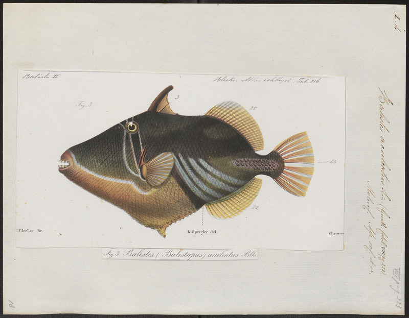 Balistes aculeatus - 1700-1880 - Print - Iconographia Zoologica - Special Collections University of Amsterdam - UBA01 IZ15400079.jpg