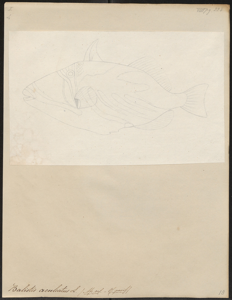 Balistes aculeatus - 1700-1880 - Print - Iconographia Zoologica - Special Collections University of Amsterdam - UBA01 IZ15400081.jpg