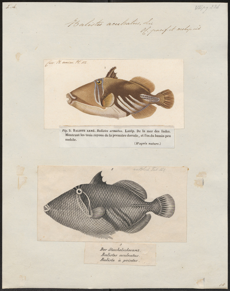 Balistes aculeatus - 1700-1880 - Print - Iconographia Zoologica - Special Collections University of Amsterdam - UBA01 IZ15400083.jpg