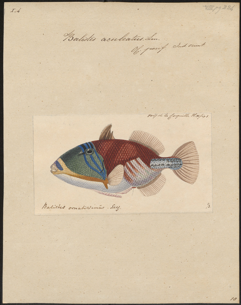 Balistes aculeatus - 1700-1880 - Print - Iconographia Zoologica - Special Collections University of Amsterdam - UBA01 IZ15400085.jpg