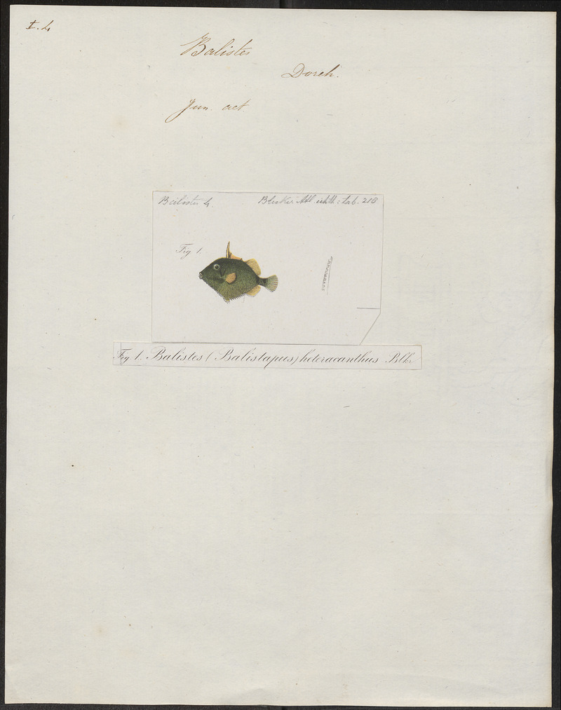 Balistes heteracanthus - 1700-1880 - Print - Iconographia Zoologica - Special Collections University of Amsterdam - UBA01 IZ15400117.jpg