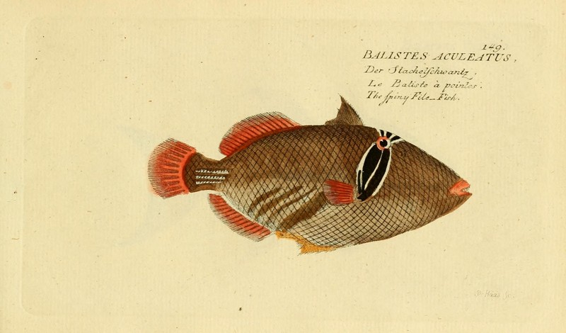 Ichthyologie; ou, Histoire naturelle des poissons (Plate 149) (7064482447).jpg