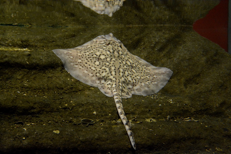 Ecomare - stekelrog (stekelrog-4264-sw) - thornback ray, thornback skate (Raja clavata).jpg