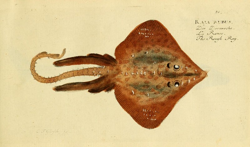 Ichthyologie; ou, Histoire naturelle des poissons (Plate 84) (6918360264).jpg