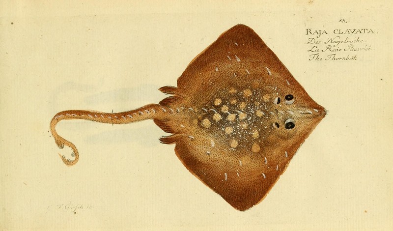 Ichthyologie; ou, Histoire naturelle des poissons (Plate 83) (7064437673).jpg