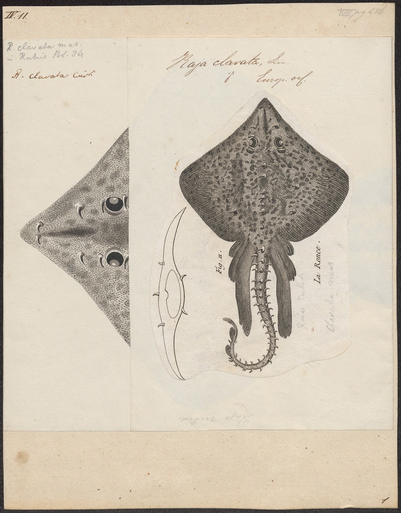 Raja clavata - - Print - Iconographia Zoologica - Special Collections University of Amsterdam - UBA01 IZ14200043.jpg