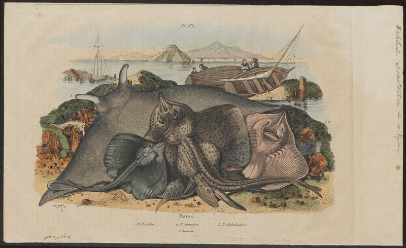 Raja clavata - 1700-1880 - Print - Iconographia Zoologica - Special Collections University of Amsterdam - UBA01 IZ14200143.jpg