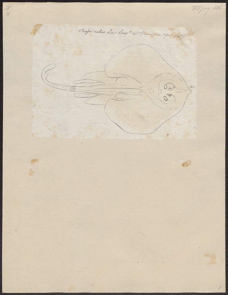 Raja clavata - 1700-1880 - Print - Iconographia Zoologica - Special Collections University of Amsterdam - UBA01 IZ14200061.jpg