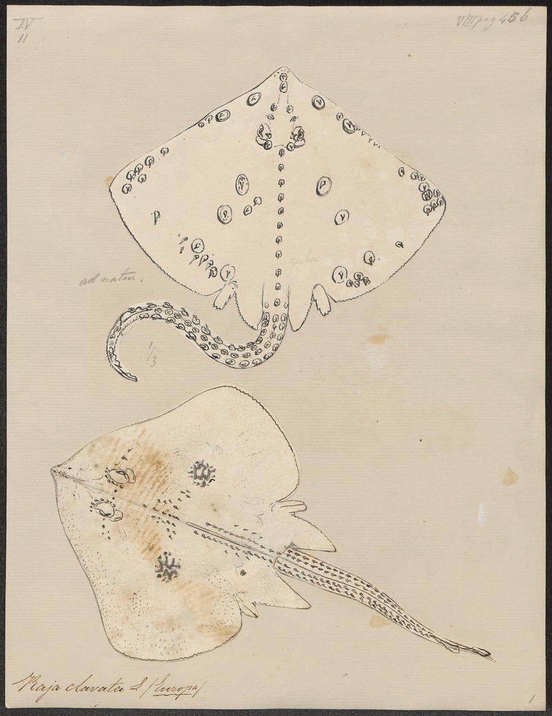 Raja clavata - 1700-1880 - Print - Iconographia Zoologica - Special Collections University of Amsterdam - UBA01 IZ14200053.jpg