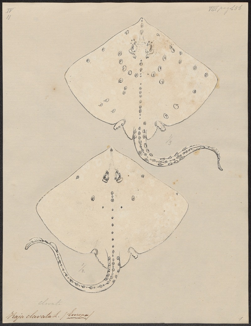 Raja clavata - 1700-1880 - Print - Iconographia Zoologica - Special Collections University of Amsterdam - UBA01 IZ14200051.jpg