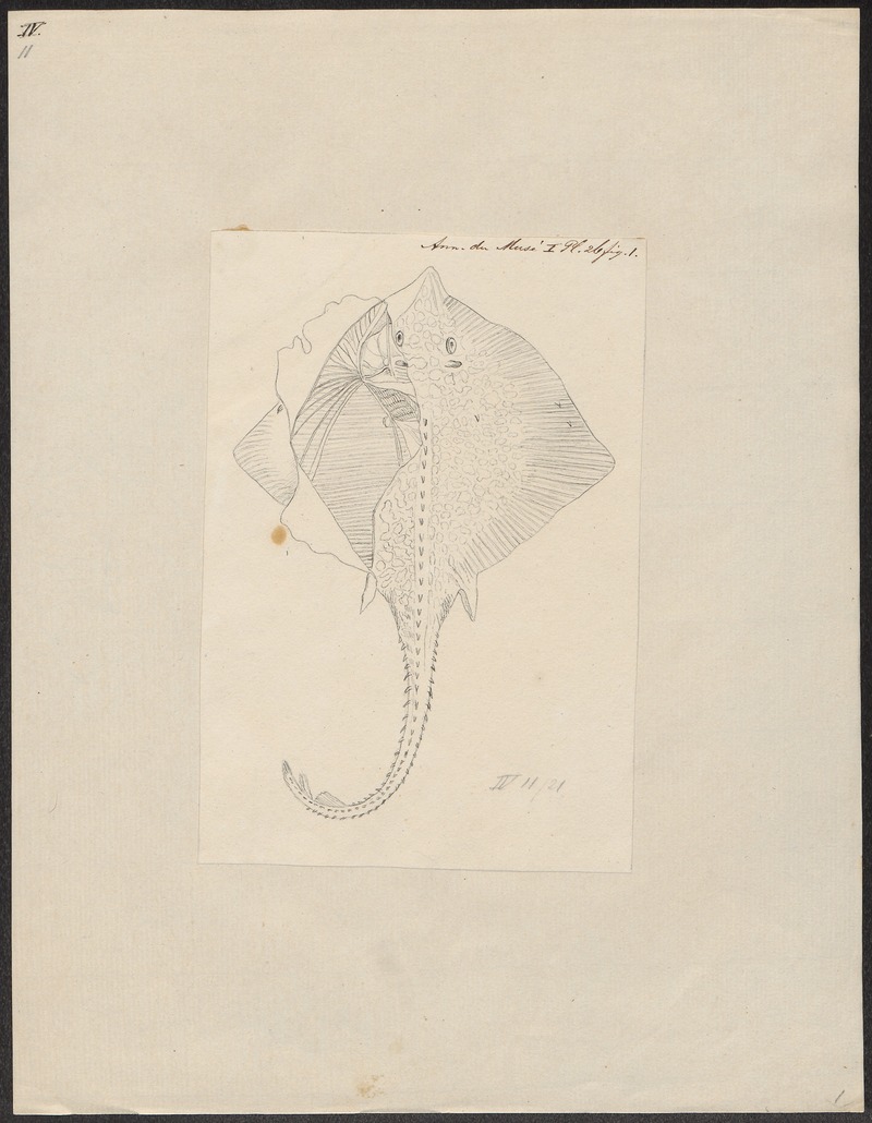 Raja clavata - 1700-1880 - Print - Iconographia Zoologica - Special Collections University of Amsterdam - UBA01 IZ14200049.jpg